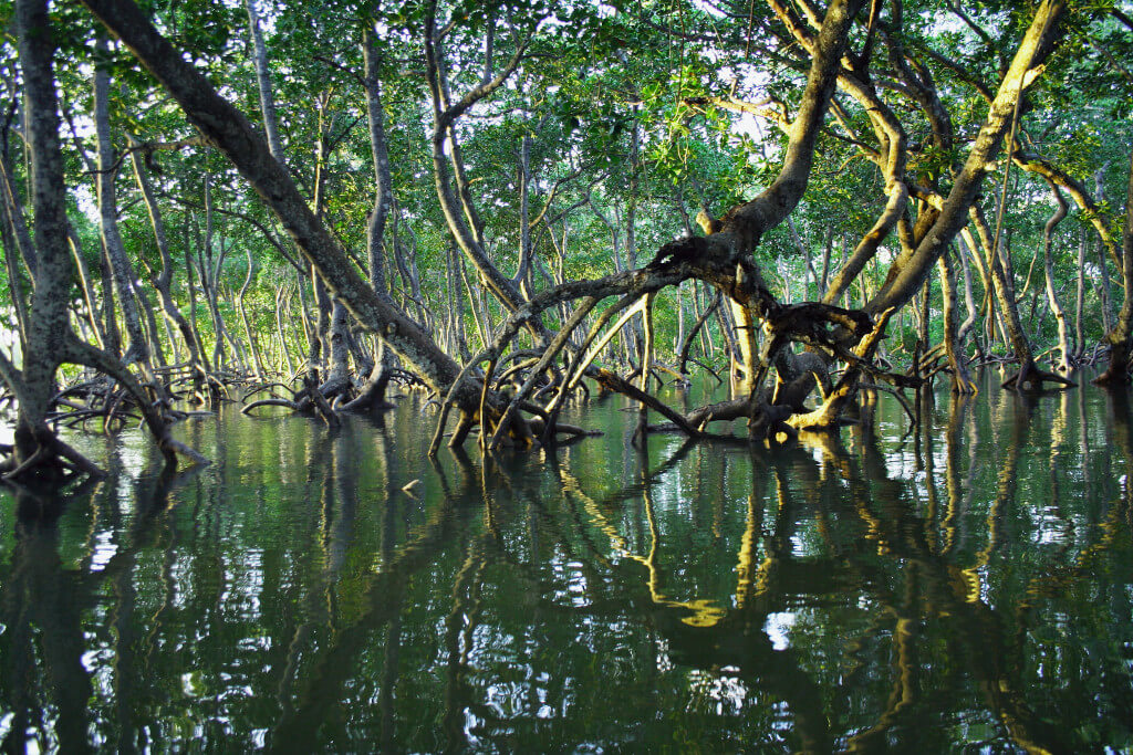 Mangrove Forests in South Africa must be Protected Because They Cannot Grow Here Anymore 