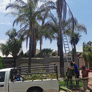 Palm Trimming Centurion Pretoria