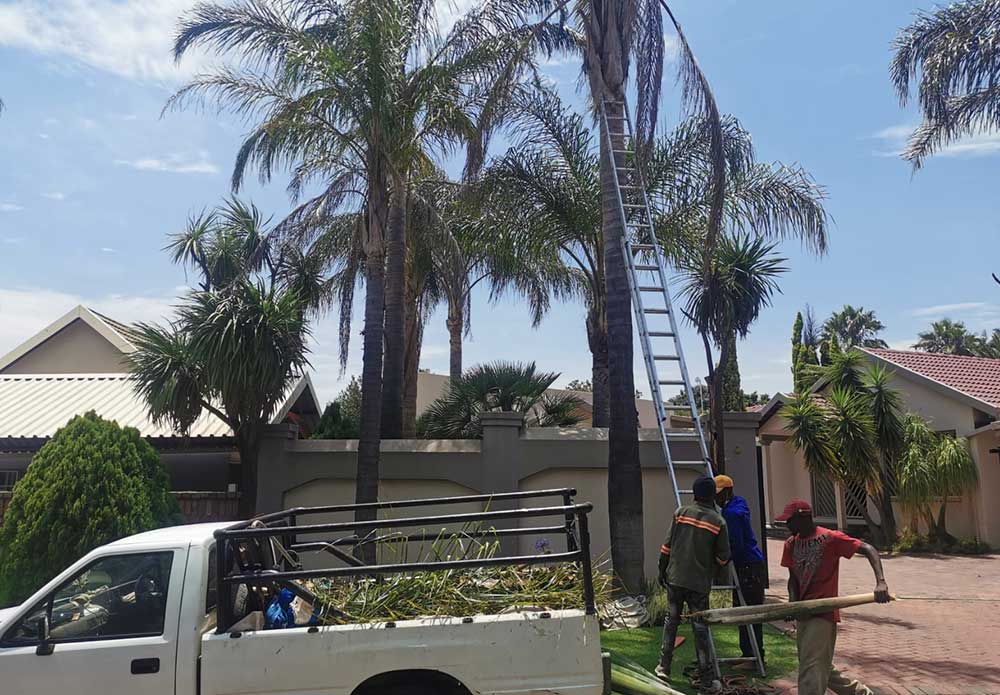 How to Trimming Palm Trees for Health and Safety Reasons