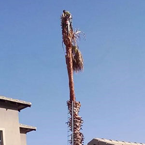 Palm tree trimming Centurion