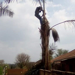 Tree Felling Pretoria